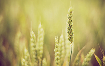 Grass, Plant, Macro, Shine, Light, Blur, Smooth HD wallpaper