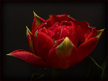 Tulip for Anca Simona, closeup, art , tulip, black, alone, red, beautiful, bacground HD wallpaper