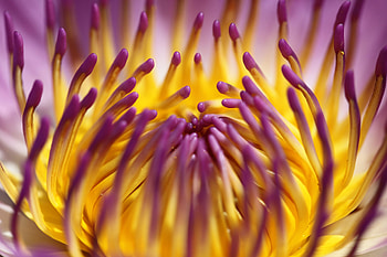 Close up, flower, petals HD wallpaper