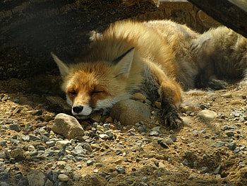 Animals, Stones, Sand, Fox, To Lie Down, Lie HD wallpaper