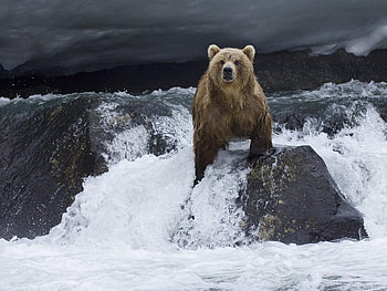 Animals, Bears HD wallpaper