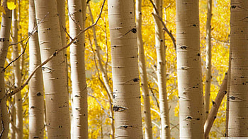 Birch Tree, Nature HD wallpaper