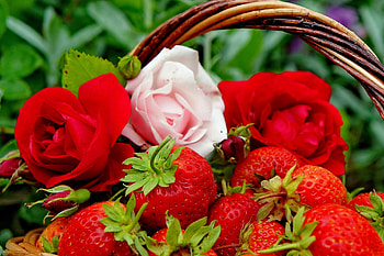 Flowers, Food, Strawberry, Roses, Berries, Buds HD wallpaper