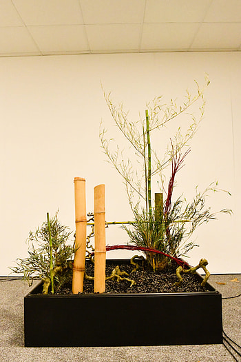 Ikebana installations, Cop26 botanics HD phone wallpaper
