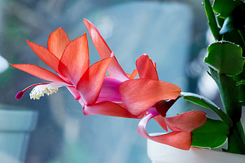 Beautiful Flowers, nature, flowers, plants, bloom HD wallpaper