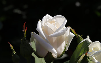 White rose, Leaves, Flower, Dark background, Rose HD wallpaper