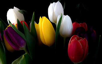Nature flowers tulips black background | | 258969 | UP HD wallpaper