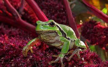 Animals, Grass, Frog HD wallpaper