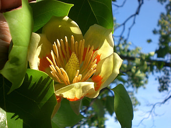 Tulip Tree, Native to Kentucky HD wallpaper