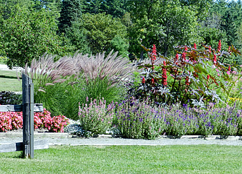 Garden Flowers, graphy, Flowers, Nature, Sunshine, Garden HD wallpaper