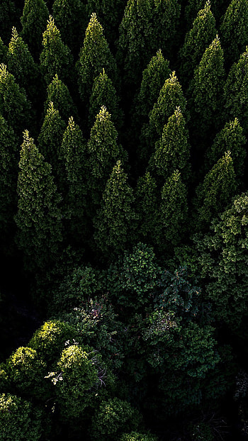 Aerial view of forest, Majestic scenery, Nature's grandeur, Breath-taking panorama HD phone wallpaper