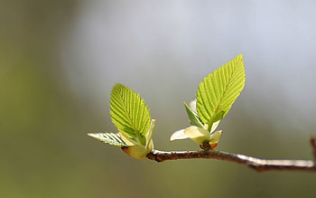 Leaves, Macro, Glare, Shine, Light, Branch HD wallpaper
