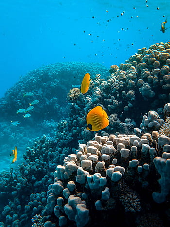 Explore a lively coral reef teeming with vibrantly colored butterflyfish and diverse marine life. HD phone wallpaper