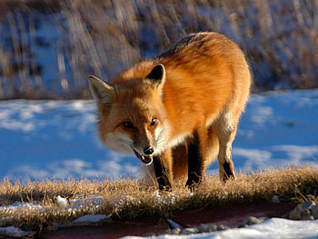 Animals, Snow, Fox, Fluffy, Grin, Stroll HD wallpaper