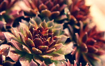 Leaves, Flower, Plant, Macro, Form HD wallpaper