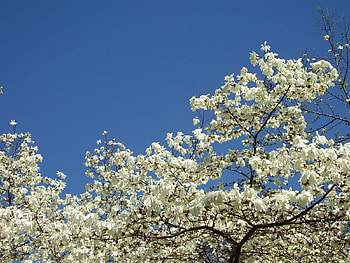Flowers, Sky, Wood, Tree, Bloom, Flowering, Spring, Magnolia, Snow-White, Crisp White HD wallpaper