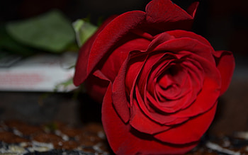 Plants, Flowers, Roses HD wallpaper