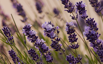 Lavender flowers, Nature's beauty, Purple hues, Tranquil scenery HD wallpaper