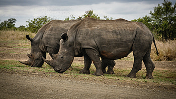 Couple, Rhino HD wallpaper