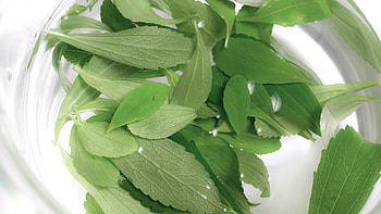 Stevia, SWT, Ethical, Sustainable sweetness HD wallpaper