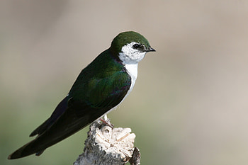Animals, Bird, Color, Swallow, North American Swallow, Tachycineta Thalassina HD wallpaper