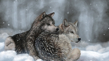 Art Wolves Lying Wolf Winter Snow Dogs - HD wallpaper