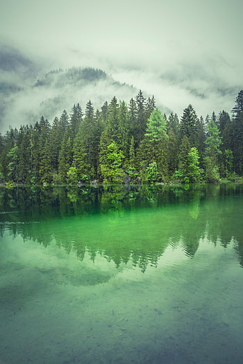 Lake, green water, trees, forest, nature HD phone wallpaper