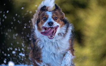 Dog Running, animal, dog, fun, running HD wallpaper