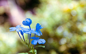 Flowers, Plant, Macro, Petals, Blur, Smooth HD wallpaper