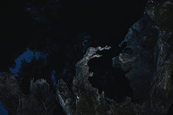 Night, Dark, Wood, Tree, Moss, Snag HD wallpaper