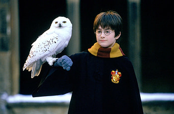 Hedwig HD wallpaper