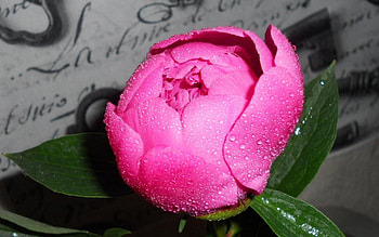 Romantic Red flower, notes, green, red, flower HD wallpaper