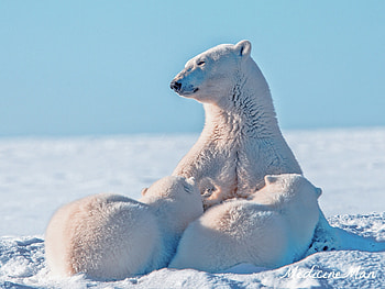 Animals, Snow, Young, Care, Cubs, Polar Bear HD wallpaper