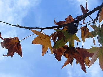 Autumn and Sky, clouds, sky, leaves, fall HD wallpaper