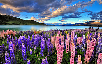 Lupine flowers by the river, Lupine, clouds, beautiful, flowers, riverbank, sky, colorful, river, meadow, summer HD wallpaper