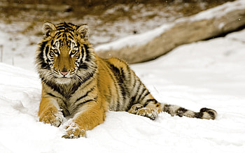 Tiger, cool, beautiful HD wallpaper