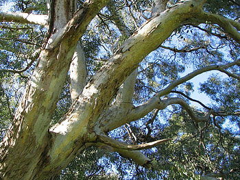 Anti-inflammatory compound, Eucalyptus trees, Lung damage HD wallpaper