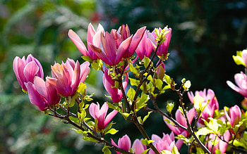 Magnolia, pink, blooms, tree HD wallpaper