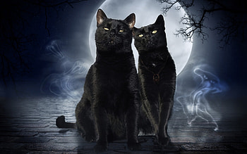 Full Moon, black cats and a ghost, black, cat, pisica, halloween, ghost, moon, fantasy, couple, luna, luminos HD wallpaper
