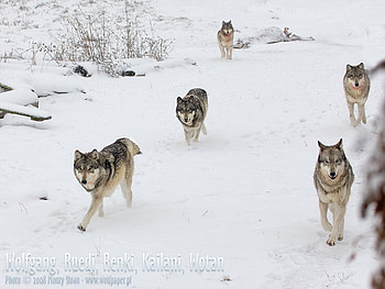 Wolves Running In Snow, wolves running, wolves, animals, snow, wolf pack, nature, grey wolf HD wallpaper