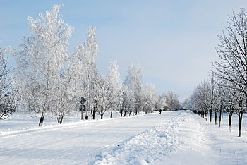 Winter, Nature, Trees, Snow, Road, Alley, Human, Person HD wallpaper