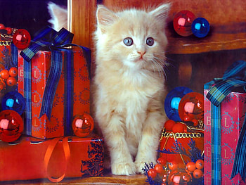 Kitten, cat, gift, christmas HD wallpaper