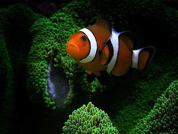 Clown Fish, fish, beautiful, clown HD wallpaper