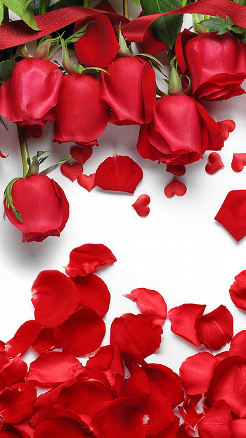 Red Rose For Mobile Red Rose – Apple/ 7 Plus – 1080X1920 – HD phone wallpaper