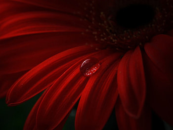 Red Gerbera, drops, water, gerbera, red HD wallpaper