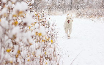 Animals, Background, Snow, Dog HD wallpaper