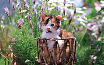 Animals, Flowers, Grass, Kitty, Kitten, Spotted, Spotty HD wallpaper