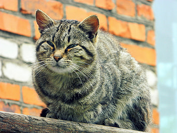 Animals, Cat, Striped, Sight, Opinion, Homeless HD wallpaper