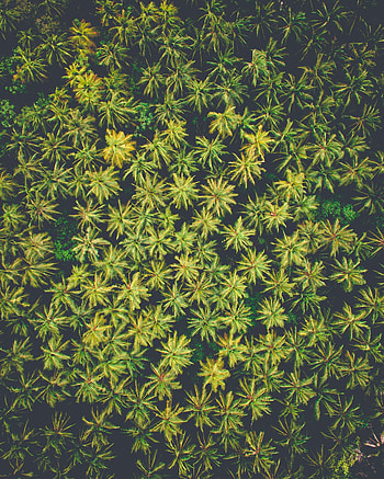 Nature, Trees, Palms, View From Above, Tropics HD phone wallpaper