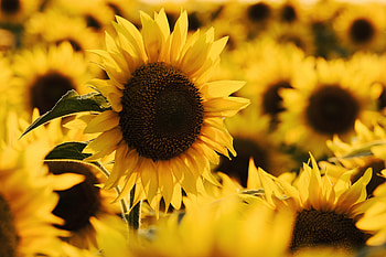 Flowers, Flower, Macro, Petals, Sunflower, Yellow Flower HD wallpaper